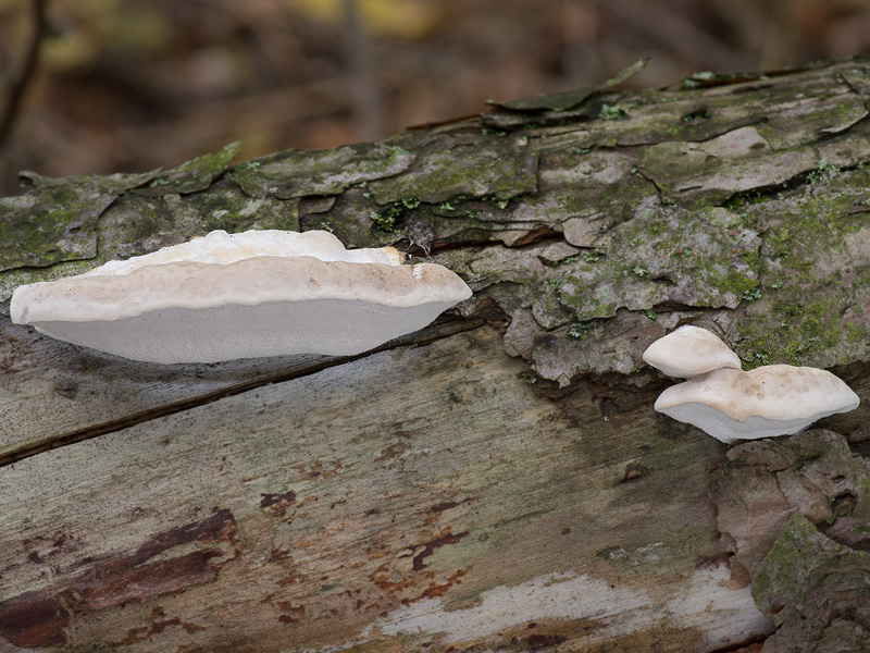 Oligoporus tephroleucus